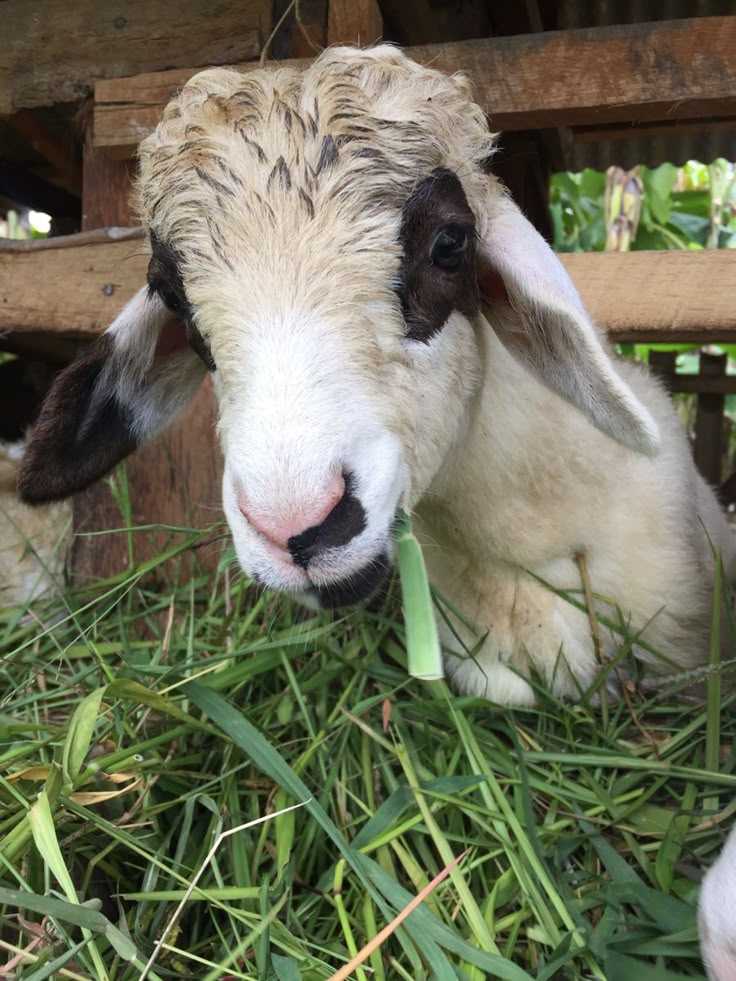 Kambing Skeang Betina